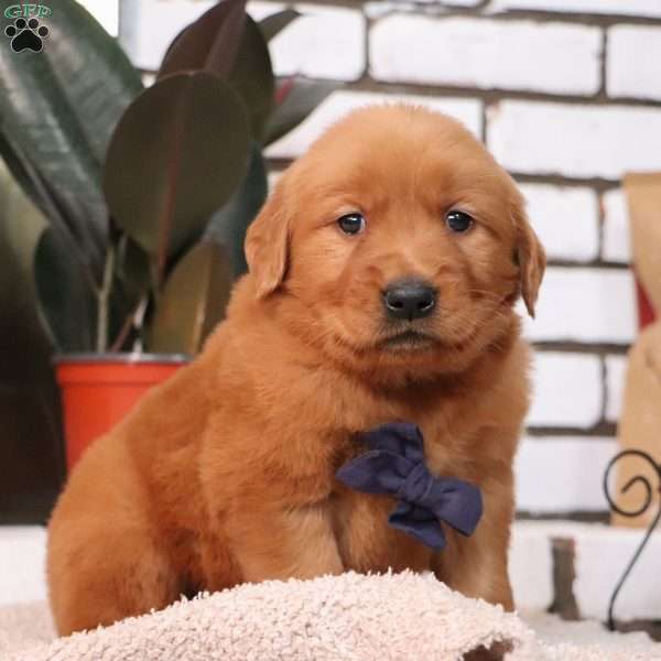 Ashton, Golden Retriever Puppy